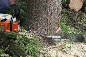 Best Tree Trimming and Pruning  in Linln Park, CO