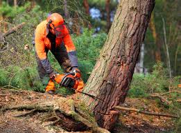 Best Utility Line Clearance  in Linln Park, CO