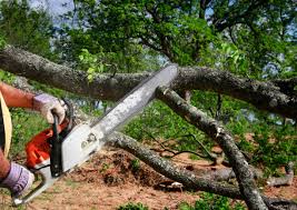 How Our Tree Care Process Works  in  Lincoln Park, CO