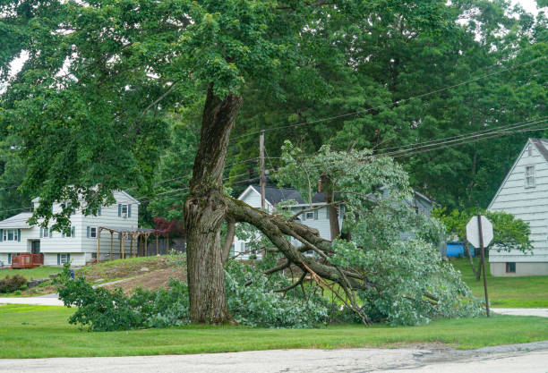 Best Tree Risk Assessment  in Linln Park, CO