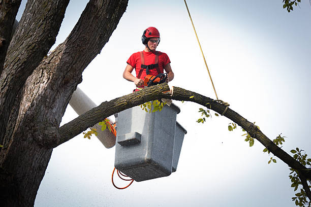 Reliable Lincoln Park, CO Tree Services Solutions