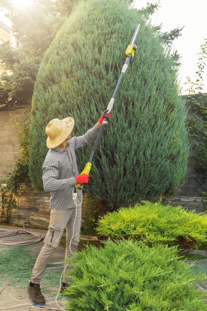 Mulching Services in Lincoln Park, CO