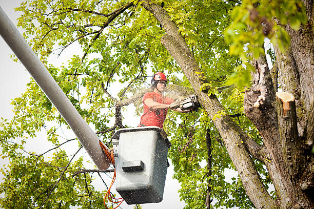 Best Tree and Shrub Care  in Linln Park, CO